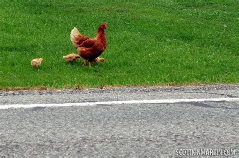 Juego chicken road, chicken road