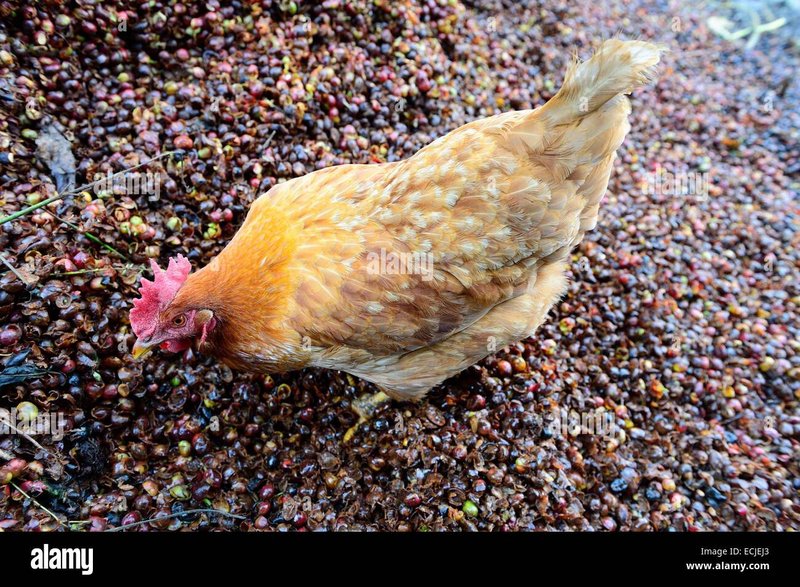 Image: Descubre la emoción de Chicken Road Casino en el centro de España